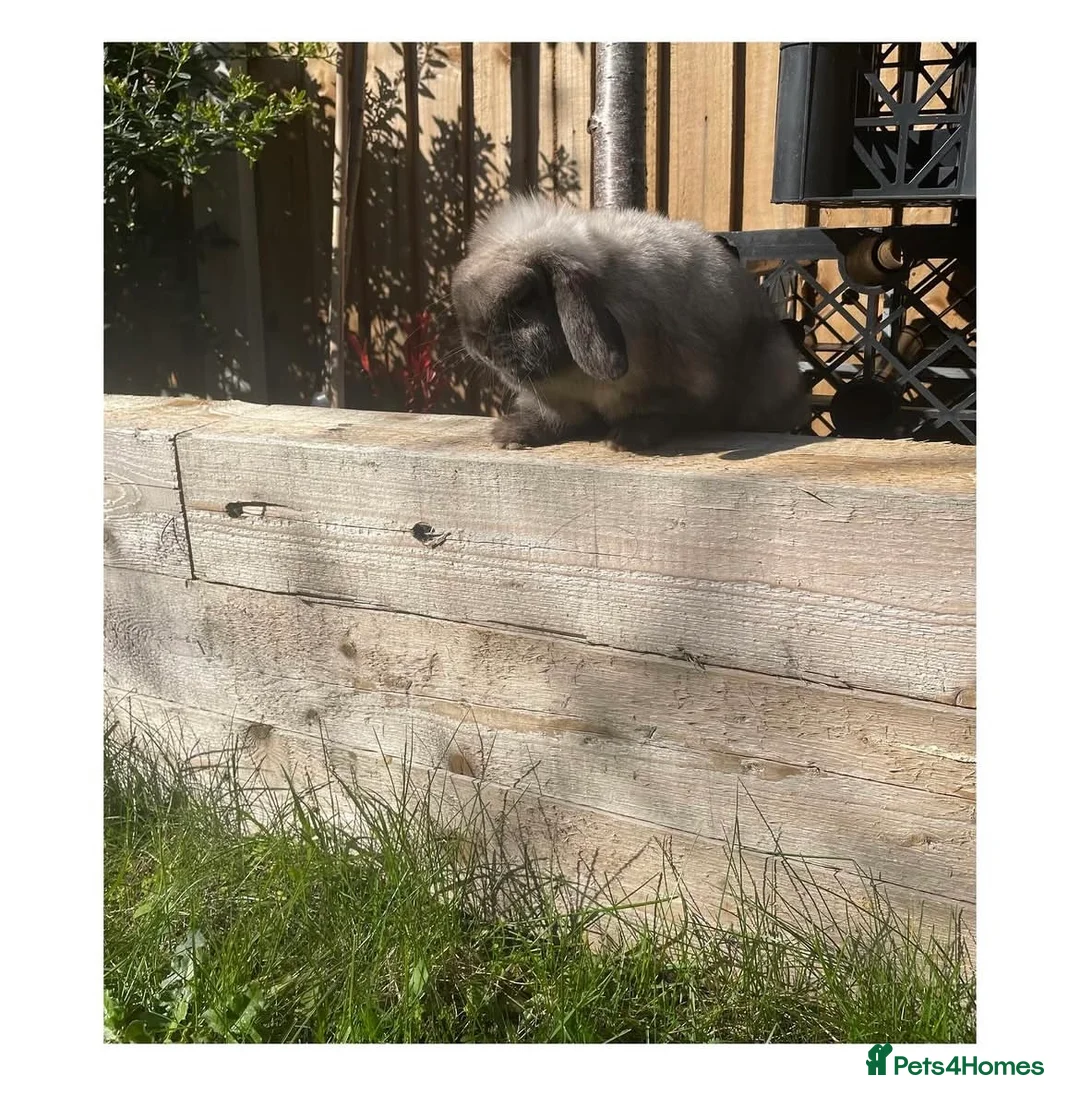 Mini Lop rabbits for sale: ɢᴏʀɢᴇᴏᴜꜱ ᴍɪɴɪ ʟᴏᴘꜱ ꜰᴏʀ ꜱᴀʟᴇ - Advert 2