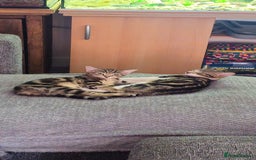 Bengal cats for sale: 2 bengal Cross sisters - Image 2