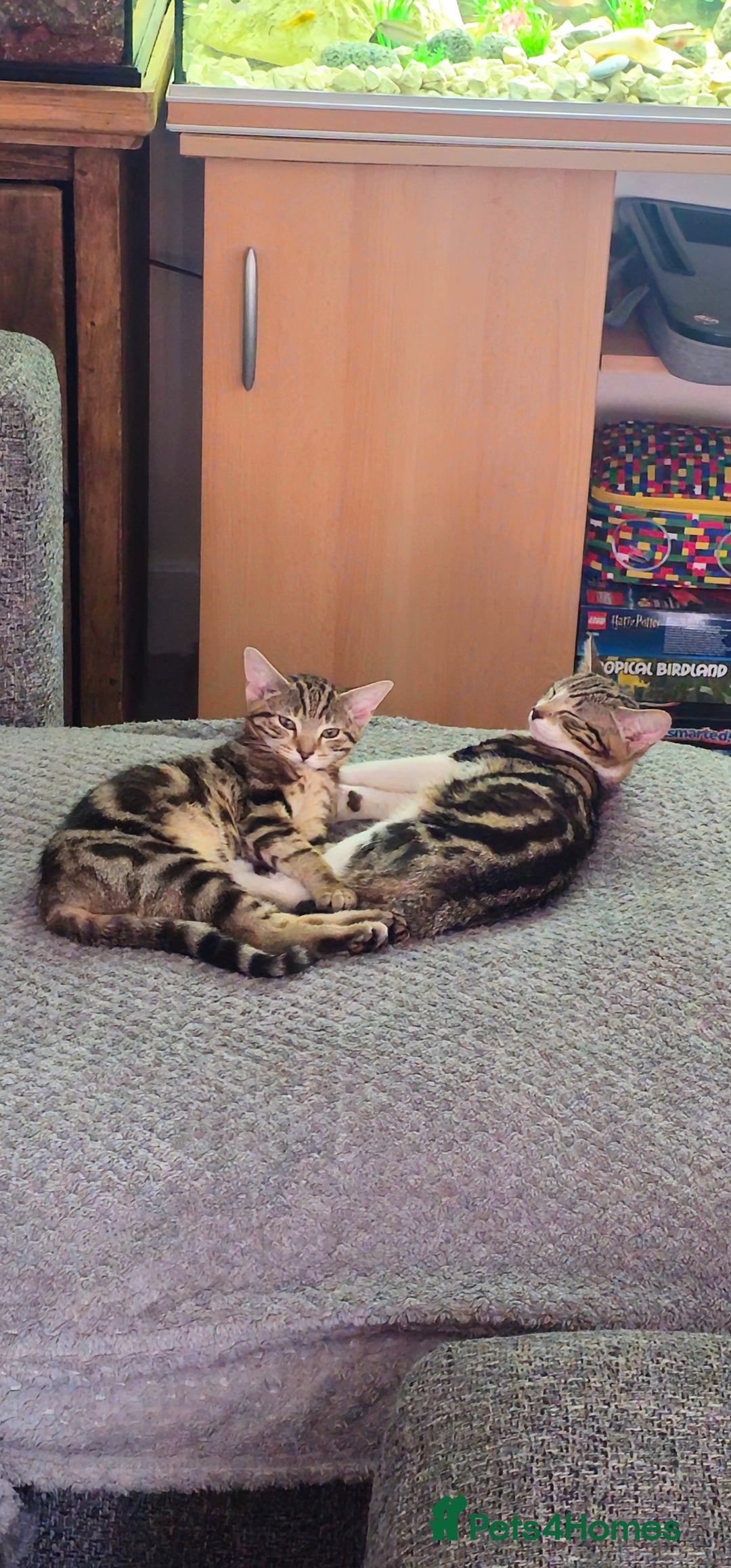 Bengal cats for sale: 2 bengal Cross sisters - Image 2