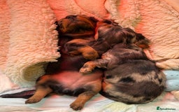 Miniature Dachshund dogs for sale: Family-Raised Miniature Long Haired Doxie Puppies - Image 5