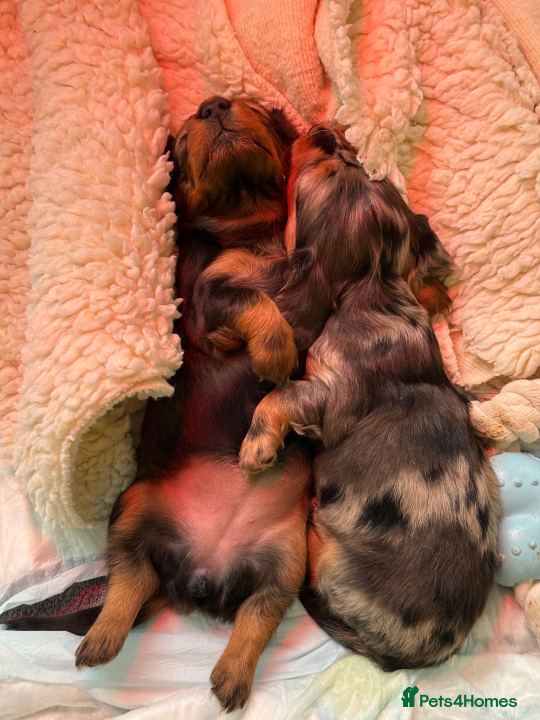 Miniature Dachshund dogs for sale: Family-Raised Miniature Long Haired Doxie Puppies - Image 5