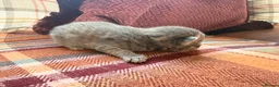 Mixed Breed cats for sale: Beautiful British Shorthaired Cross Kittens - Advert 31