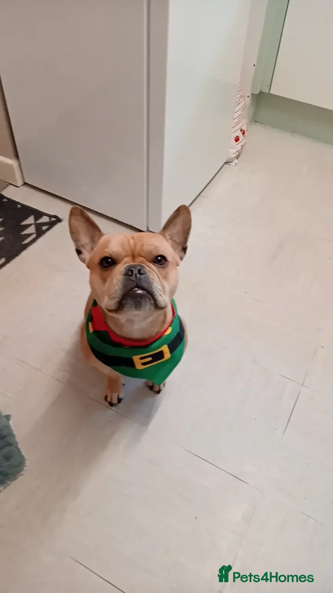 French Bulldog dogs for sale: 3yr old  female , frenchie cross pocket bully - Image 3