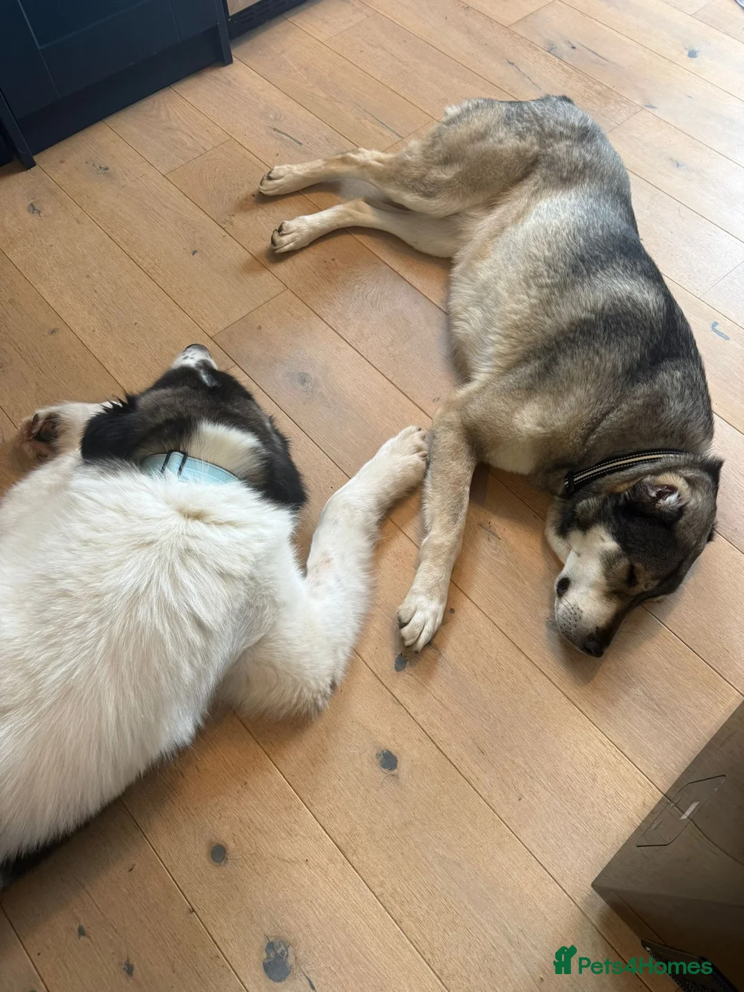 Mixed Breed dogs for sale: Beautiful Kira - Advert 4