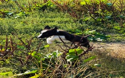 Border Collie dogs for sale: Gorgeous KC reg border collie pups  - Image 10