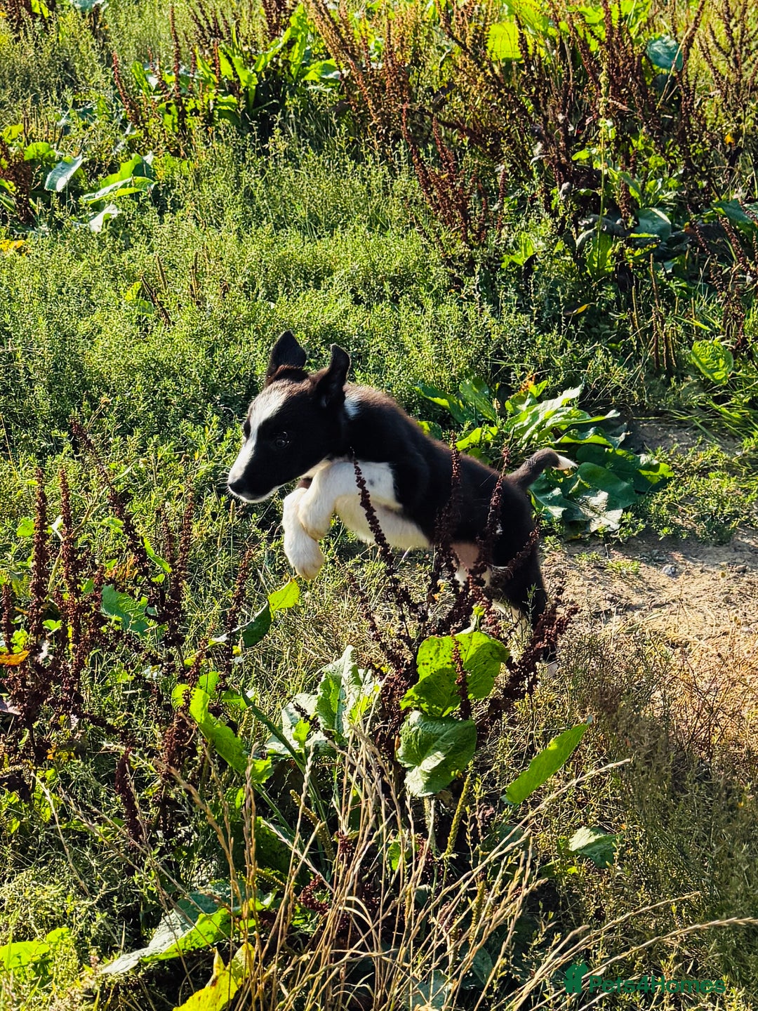 Border Collie dogs for sale: Gorgeous KC reg border collie pups  - Image 10
