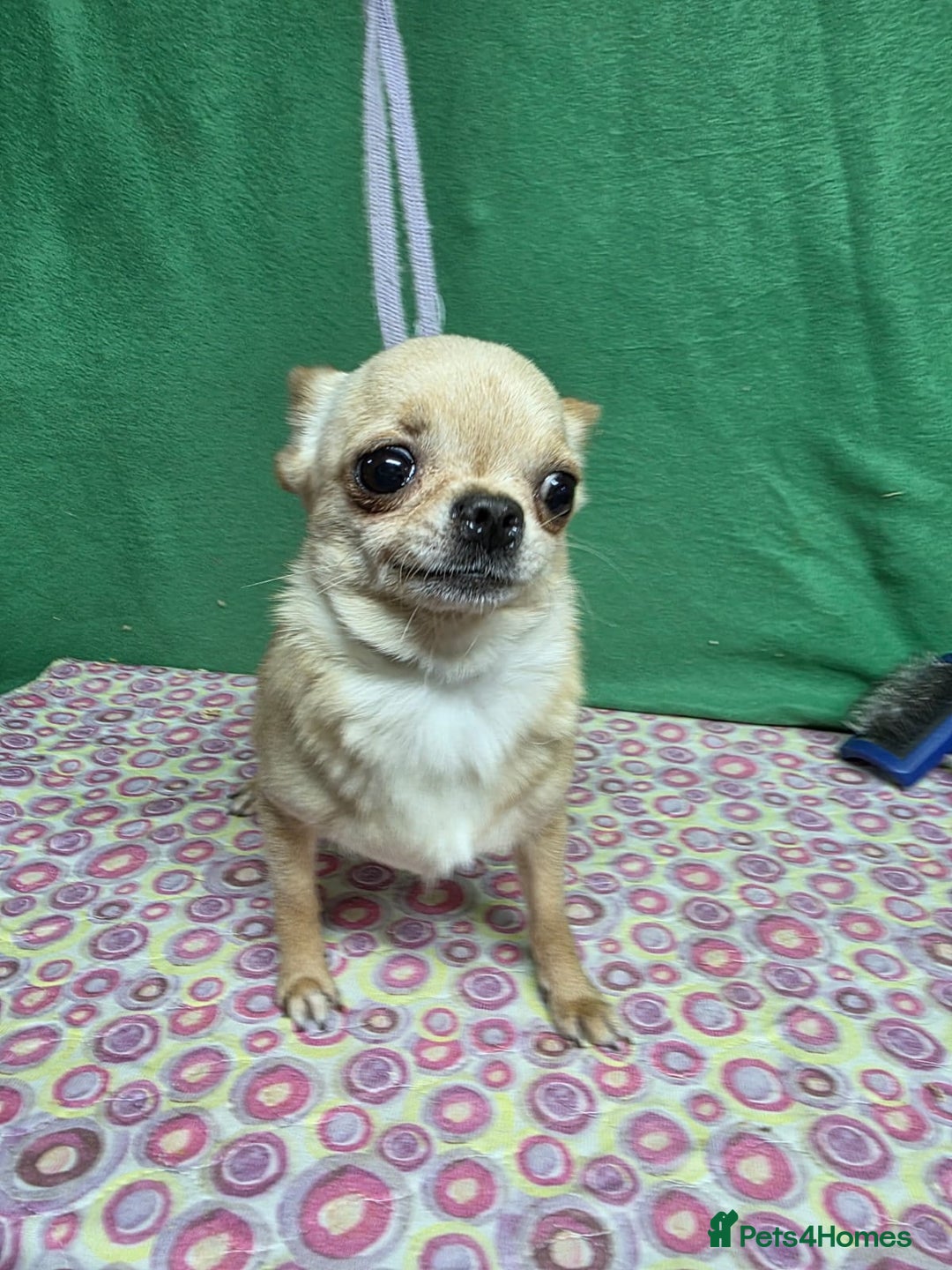 Chihuahua dogs for adoption: CHICAGO – Chihuahua (Female) - Advert 2