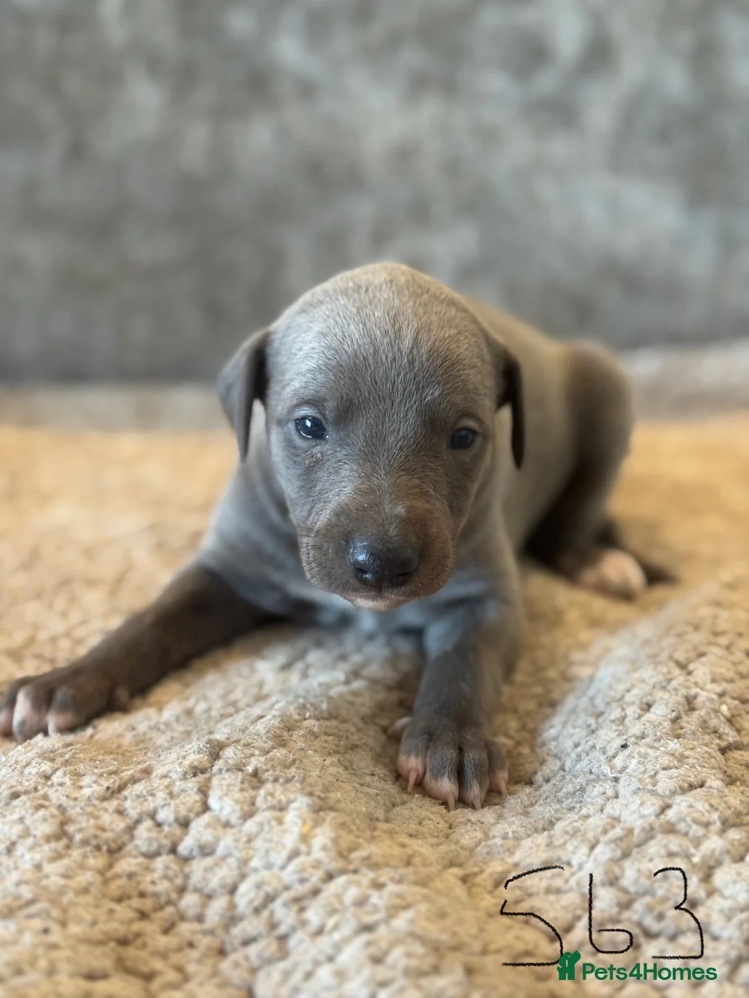 Whippet dogs for sale: KC REGISTERED BLUE SHOW TYPE WHIPPETS - Advert 20