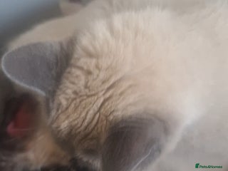 British Shorthair cats British Shorthair kitten - Advert 1