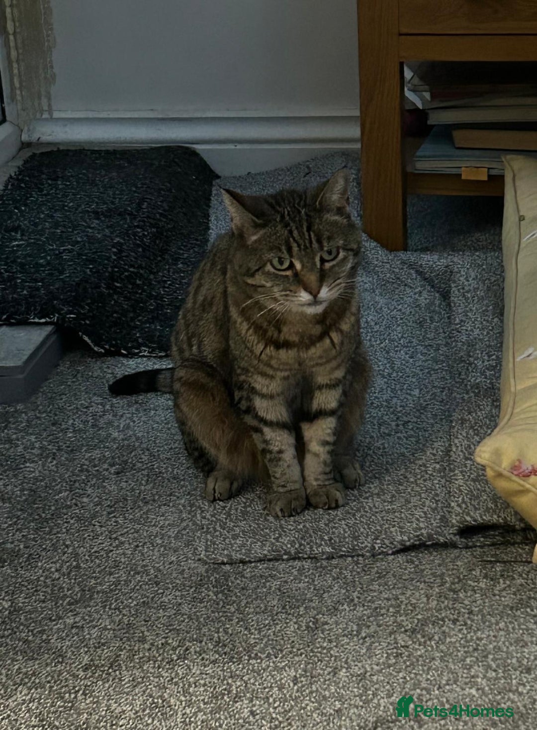 Domestic Shorthair cats for sale: Misty - Image 2