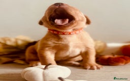 Labrador Retriever dogs for sale: Yellow Labrador Puppies - Image 30