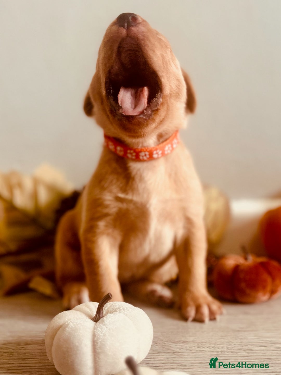 Labrador Retriever dogs for sale: Yellow Labrador Puppies - Image 30