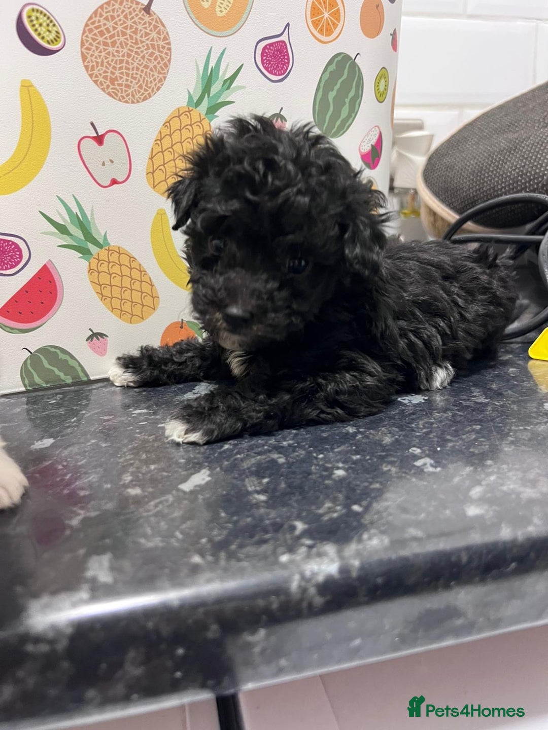 Maltipoo dogs for sale: maltepoo - Advert 4