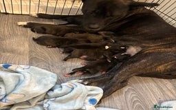 Staffordshire Bull Terrier dogs for sale: Staffordshire bull terrier puppies  - Image 11