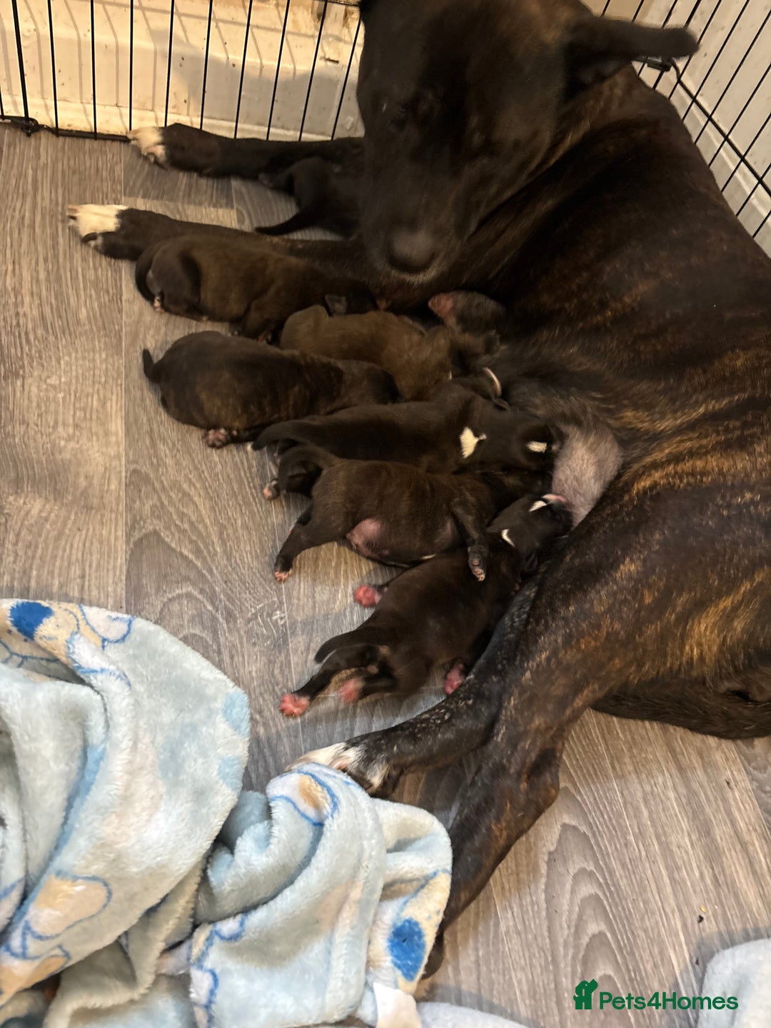 Staffordshire Bull Terrier dogs for sale: Staffordshire bull terrier puppies  - Image 11