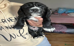 Cocker Spaniel dogs for sale: Beautiful Working Cocker Spaniel puppies - Advert 16