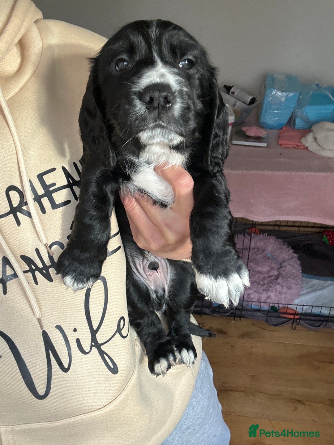 Cocker Spaniel dogs for sale: Beautiful Working Cocker Spaniel puppies - Advert 16