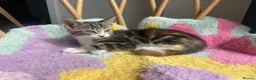 Mixed Breed cats for sale: Stunning cuddly kittens for forever homes - Advert 3
