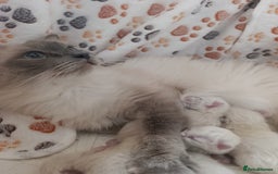 Ragdoll cats for sale: Adorable Ragdoll kittens - Image 14