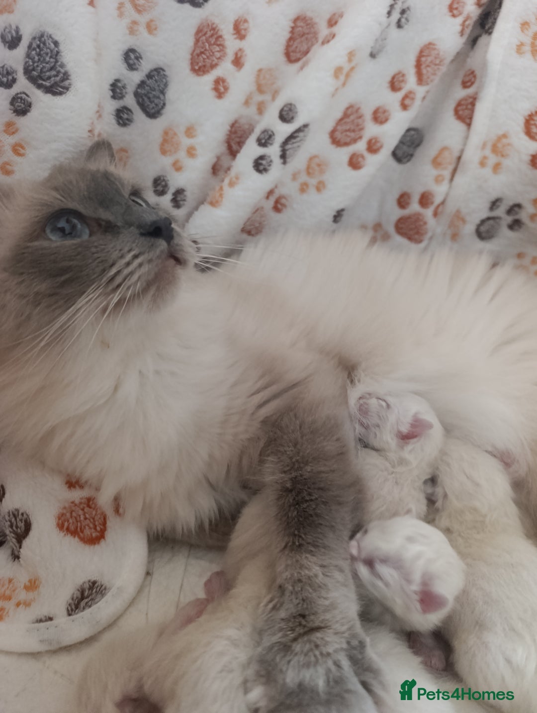 Ragdoll cats for sale: Adorable Ragdoll kittens - Image 14