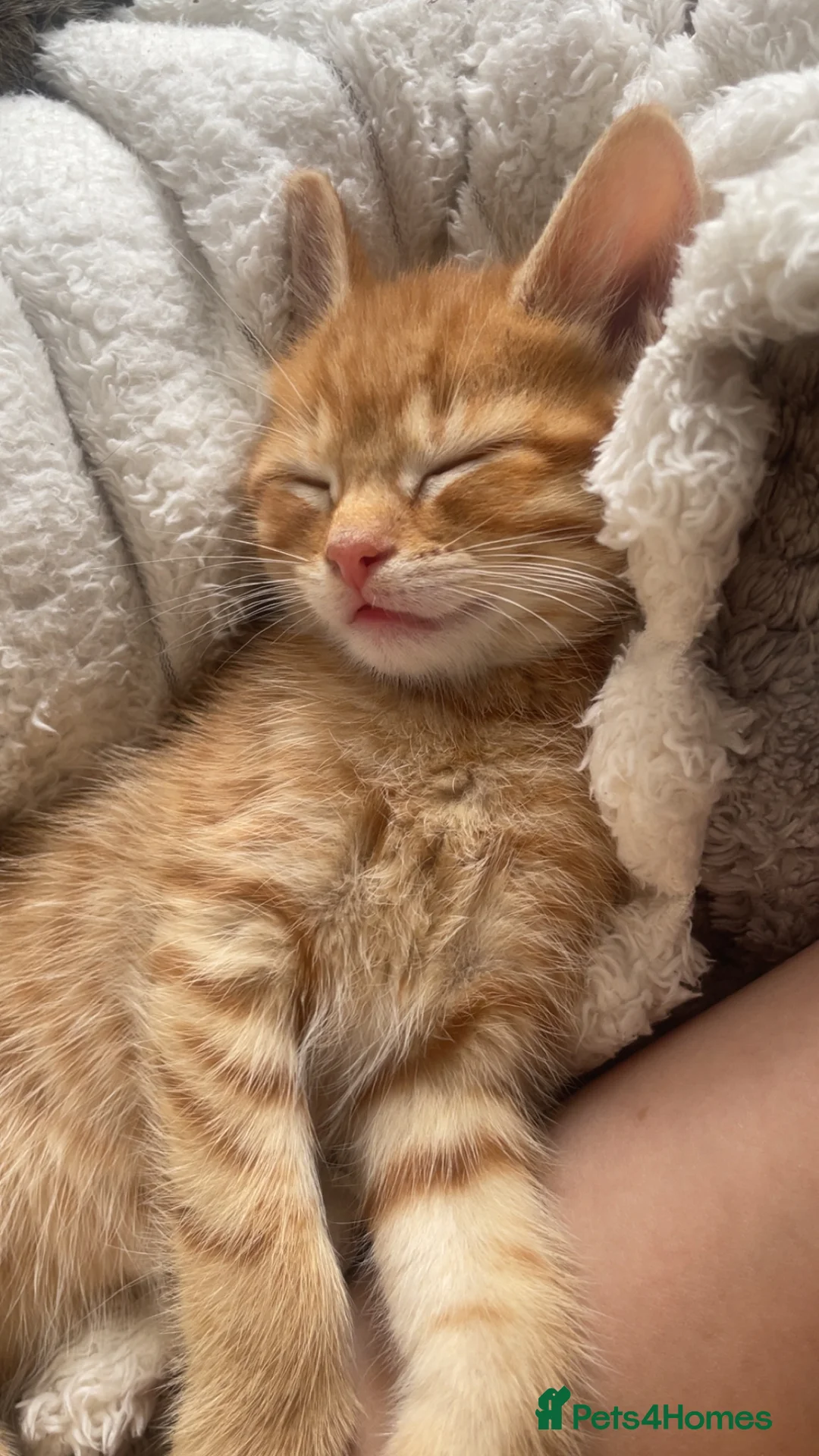 Mixed Breed cats for sale: Beautiful fluffy cuddly kittens for sale!!!  - Advert 2