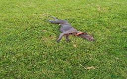 Whippet dogs for stud: Proven KC registered blue whippet for stud in Doncaster - Image 11