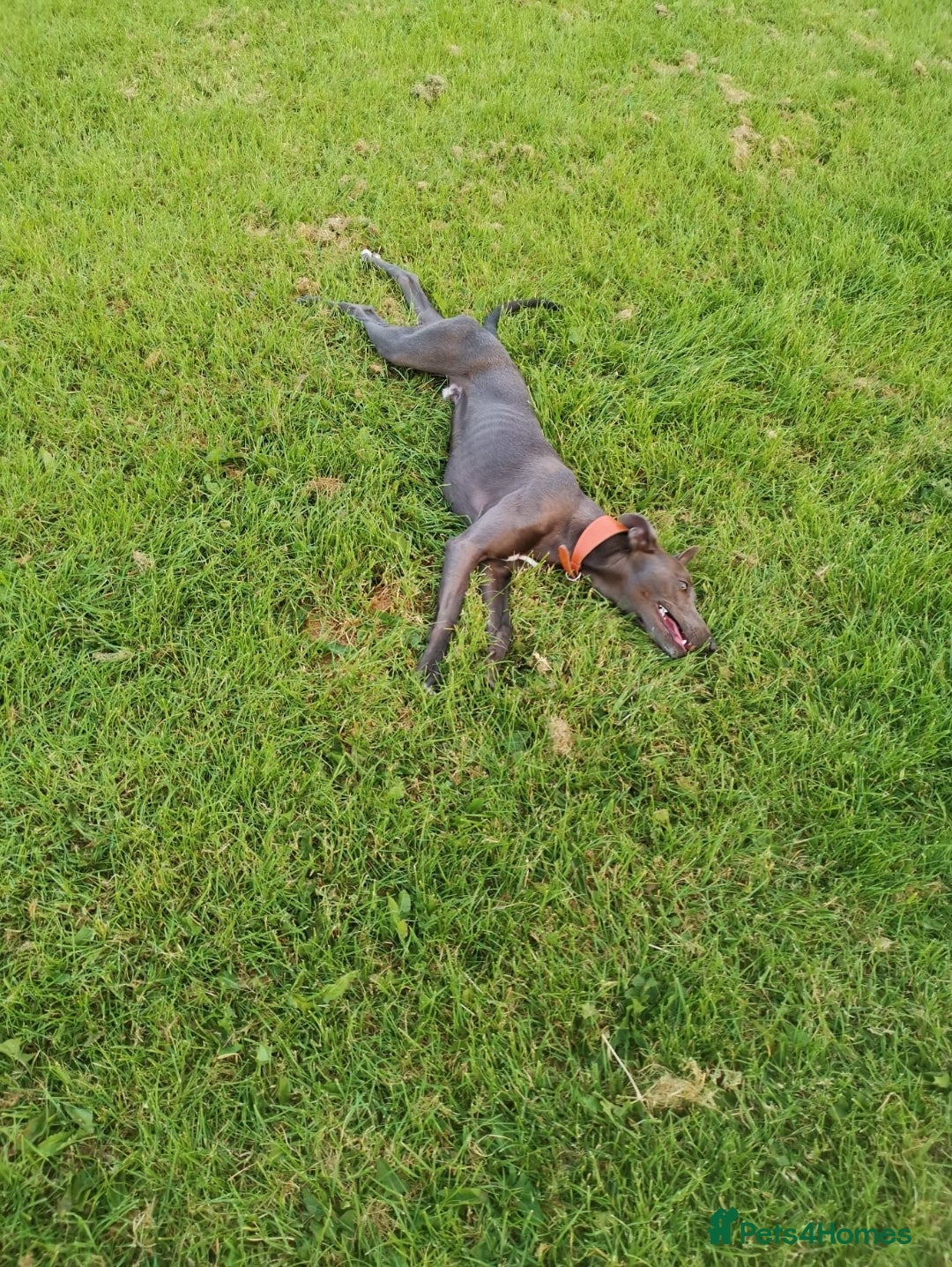 Whippet dogs for stud: Proven KC registered blue whippet for stud in Doncaster - Image 11