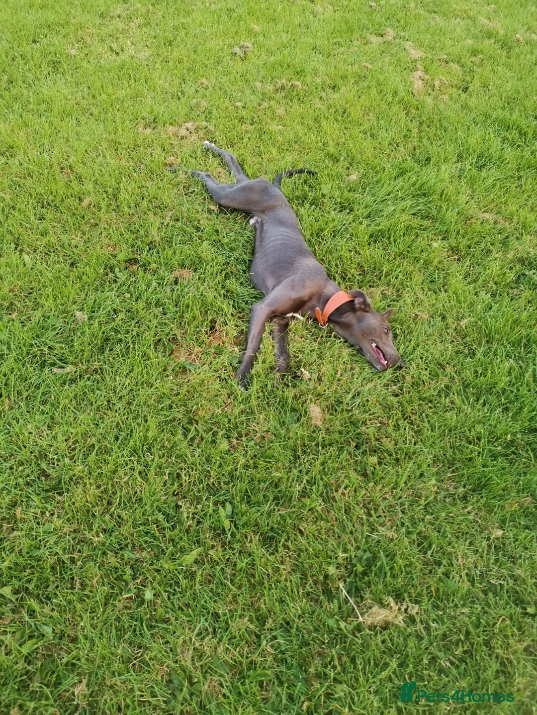 Whippet dogs for stud: Proven KC registered blue whippet for stud in Doncaster - Advert 13