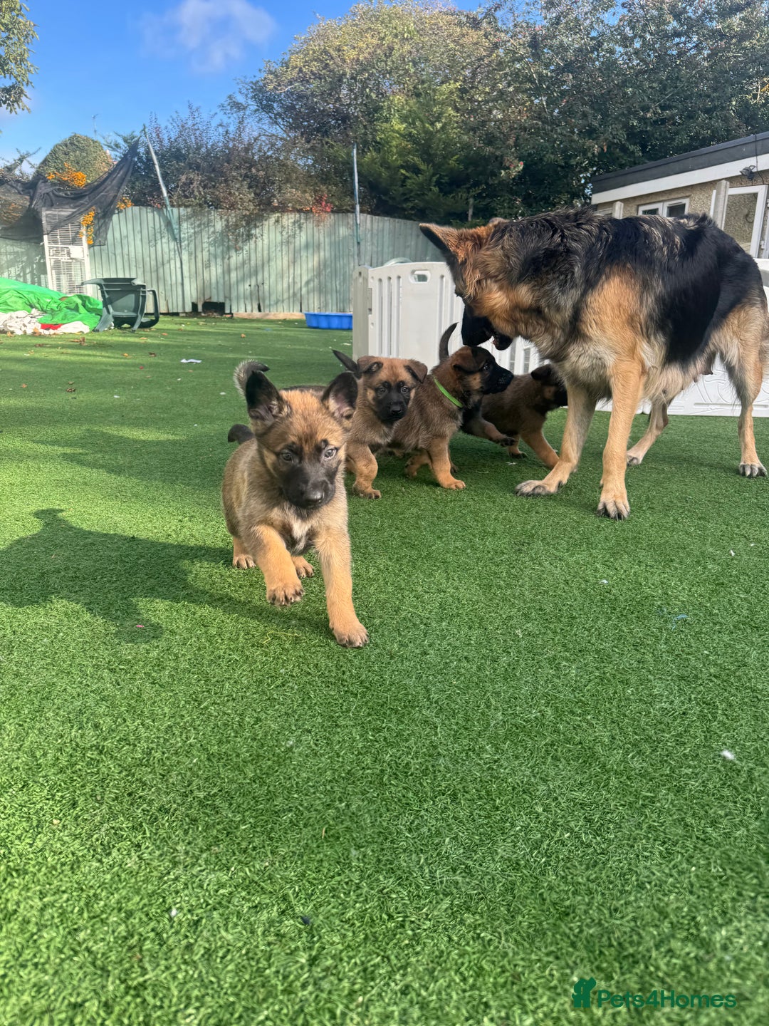 Mixed Breed dogs for sale:  4 Belgian Malinois & German Shepherd Puppies - Advert 3