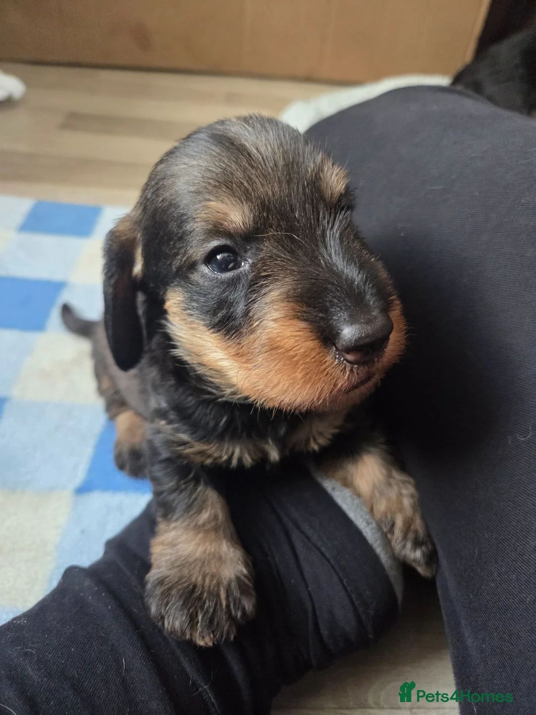 Dachshund dogs for sale: Wirehaired Dachshund puppy - Advert 9