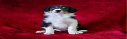 Border Collie dogs for sale: 🌟READY NOW!🌟 Stunning KC Reg Border Collie Pups  - Advert 3