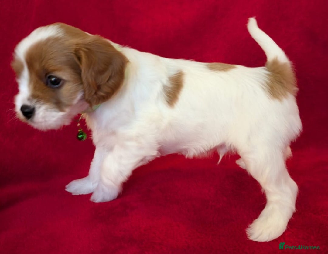 Cavapoo dogs for sale: F2 Cavapoo, Dog breeding license - Advert 29