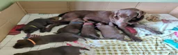 Labrador Retriever dogs for sale: Chocolate Labradors Puppies,Health Tested Parents  - Advert 19