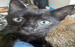 Mixed Breed cats for sale: Two black female kittens - Image 2