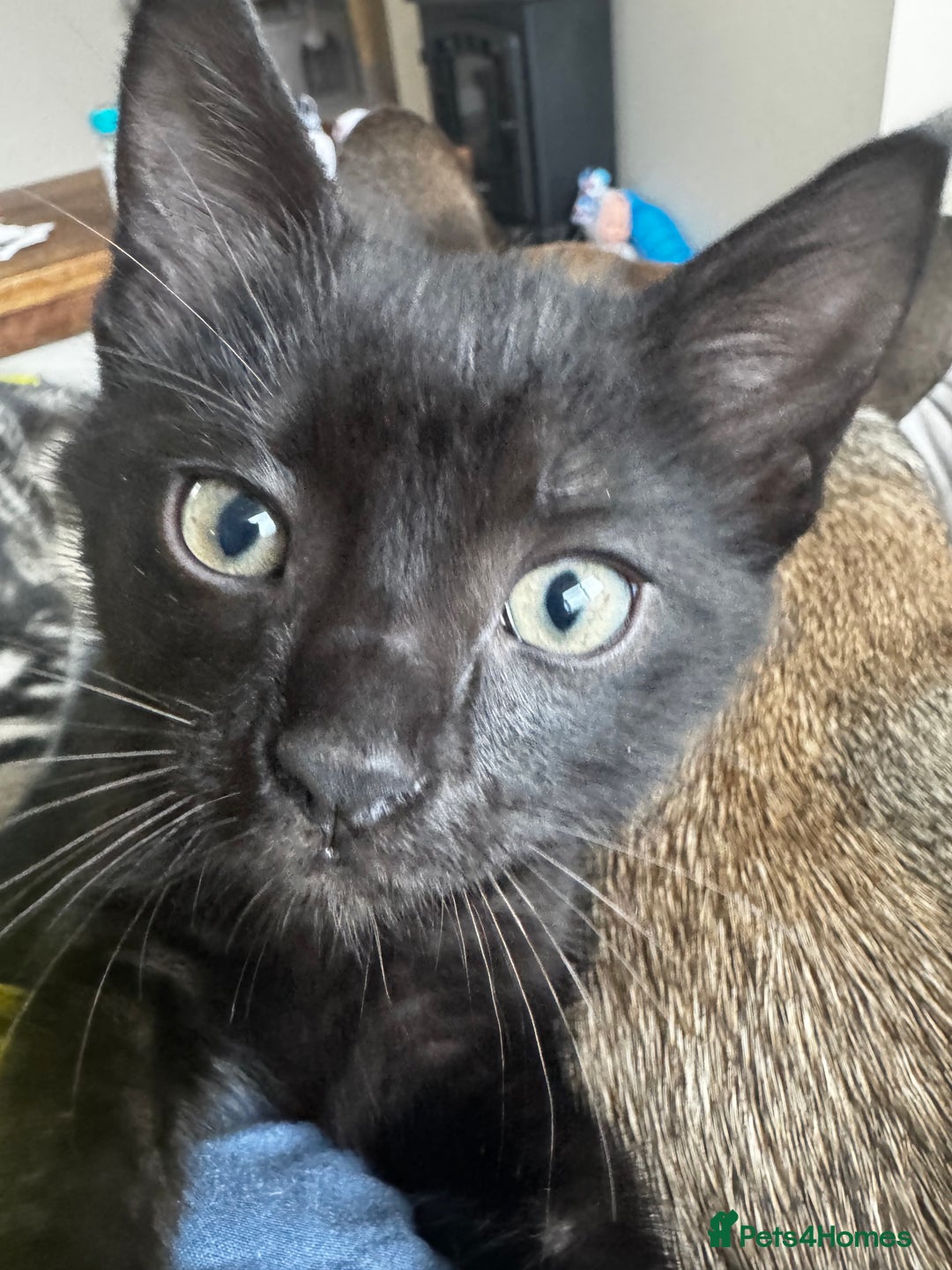 Mixed Breed cats for sale: Two black female kittens - Image 2