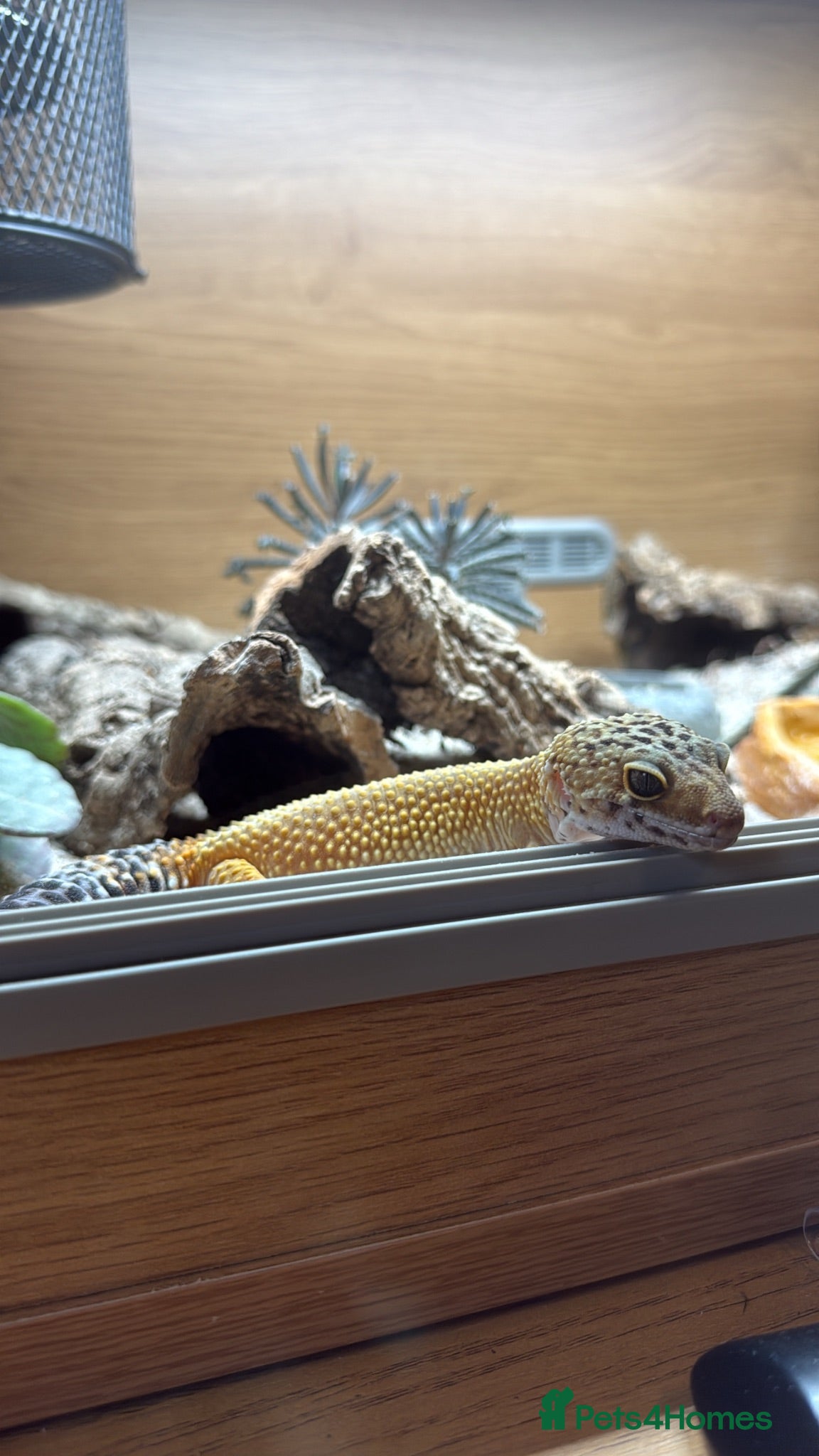 Bearded Dragon reptiles 2 bearded dragons / leopard gecko - Advert 2