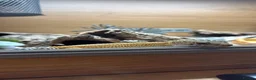 Bearded Dragon reptiles for sale: 2 bearded dragons / leopard gecko - Advert 3