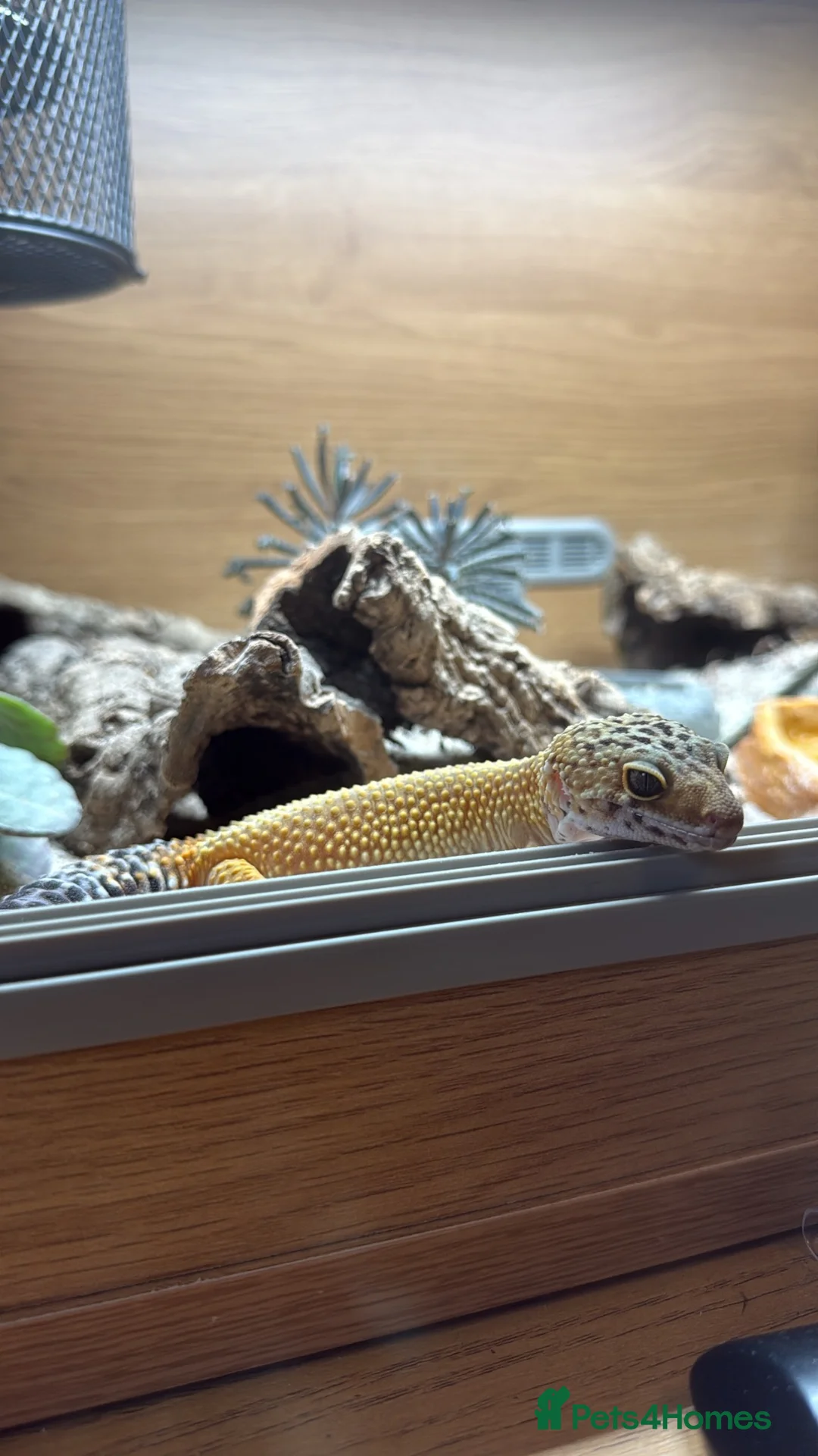 Bearded Dragon reptiles for sale: 2 bearded dragons / leopard gecko - Advert 3