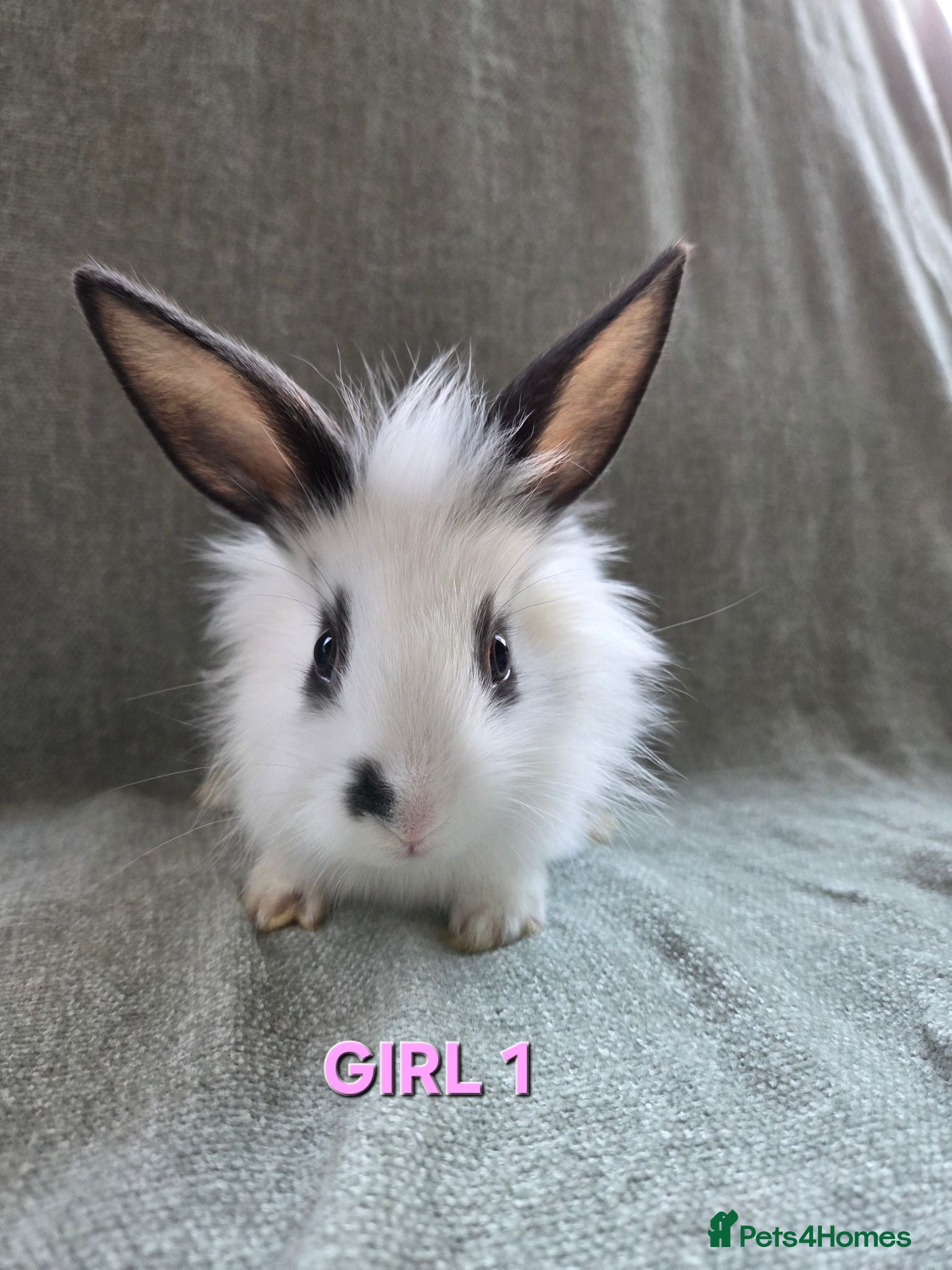 Lionhead rabbits ☆£70 per pair☆Lion head cross *sold in pairs  - Advert 2