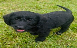 Labradoodle dogs for sale: Stunning miniature Labradoodle READY NOW!! - Image 10