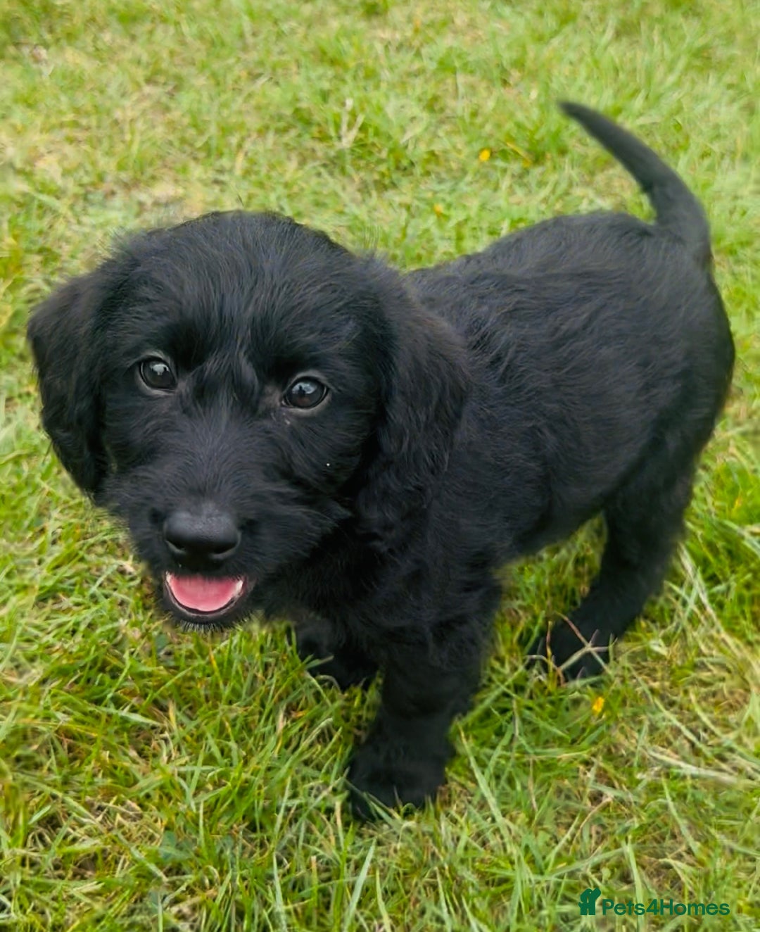 Labradoodle dogs for sale: Stunning miniature Labradoodle READY NOW!! - Image 10