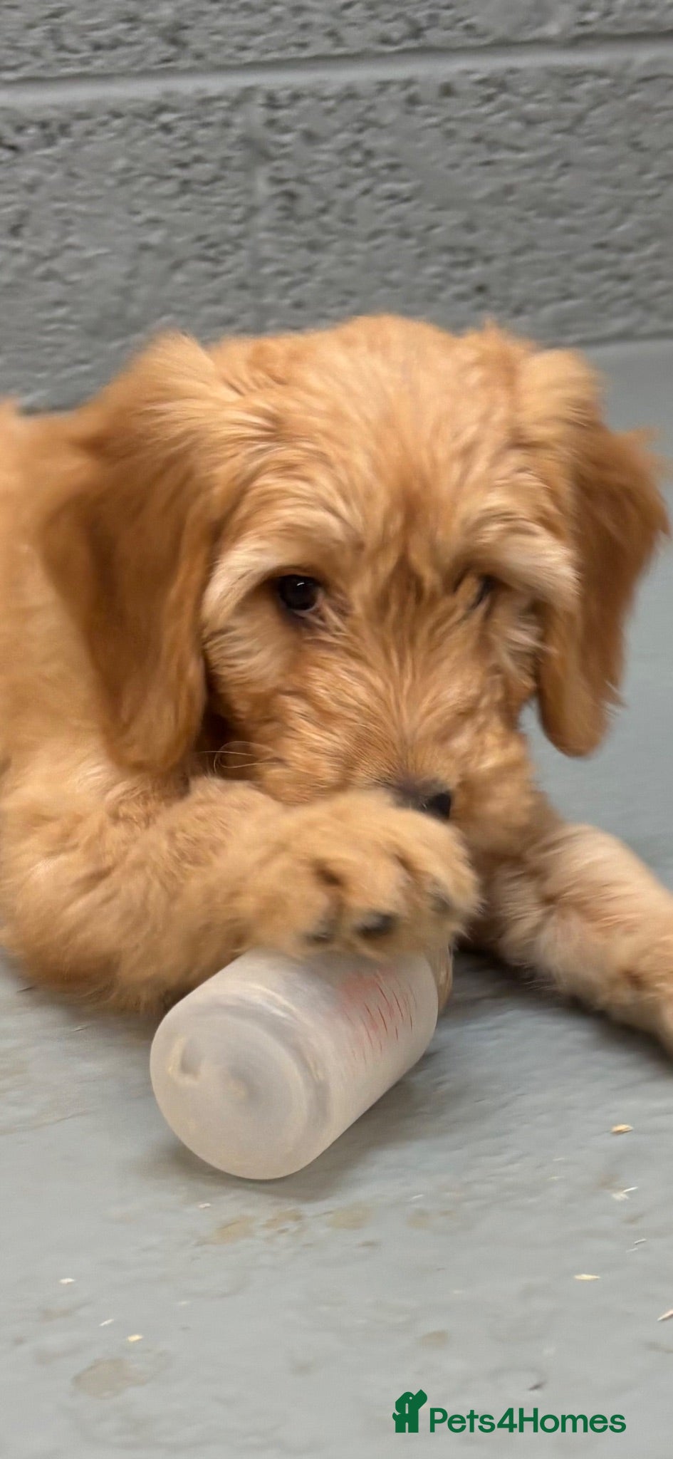 Mini Goldendoodle dogs F1 miniature Goldendoodle puppies. - Advert 2