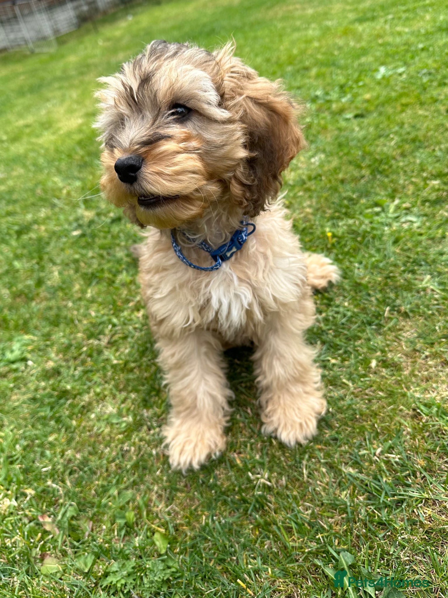 Cockapoo dogs 2 year old cockapoo male for stud - Advert 1