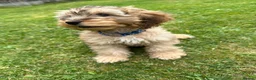 Cockapoo dogs for stud: 2 year old cockapoo male for stud - Advert 1