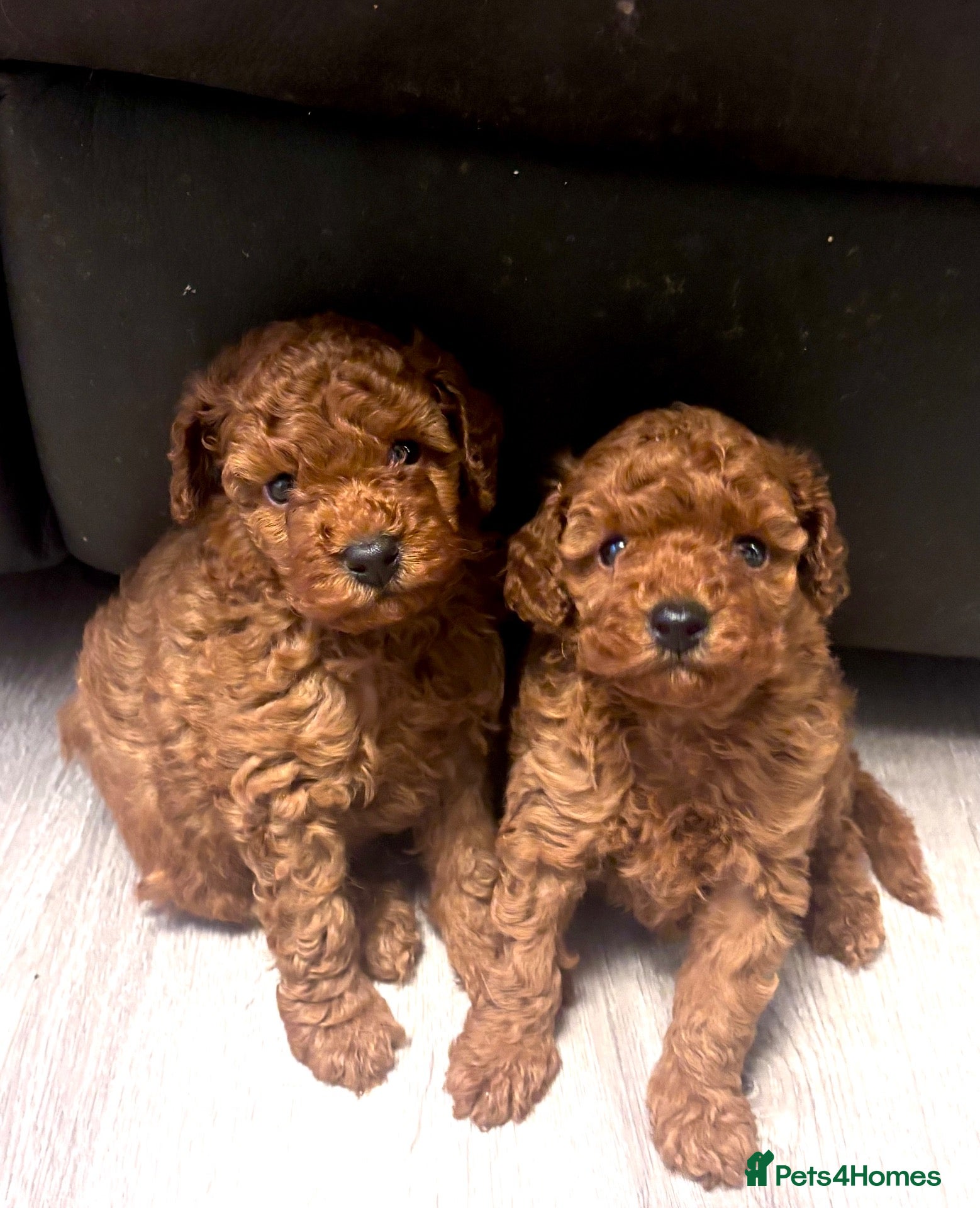 Toy Poodle dogs KC Registered Health Tested Parents  - Advert 1