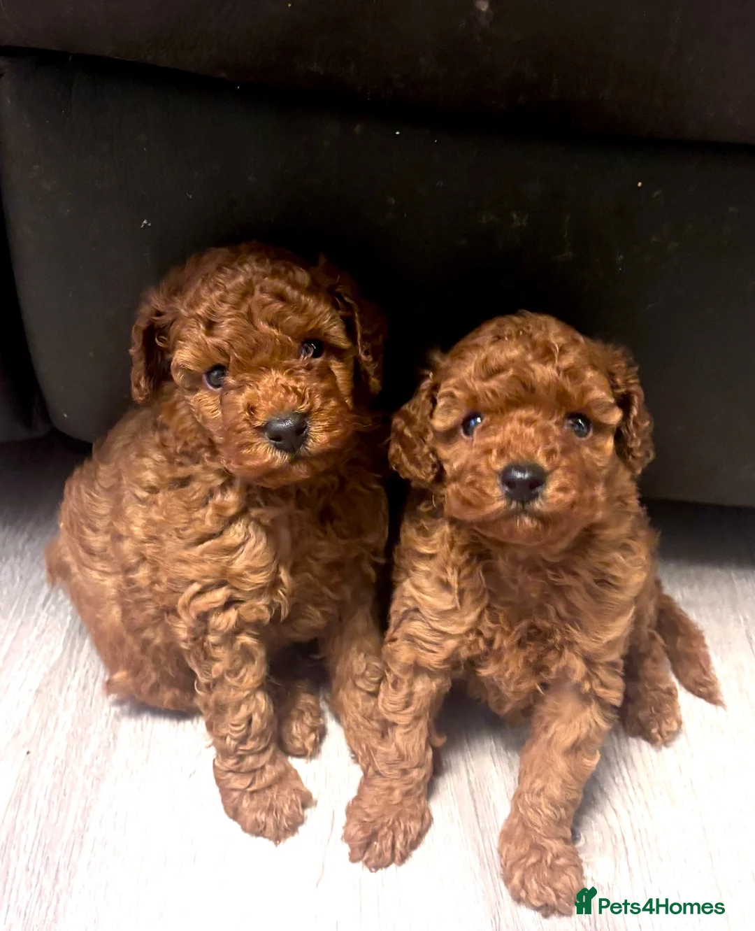 Toy Poodle dogs for sale: KC Registered Health Tested Parents  - Advert 1
