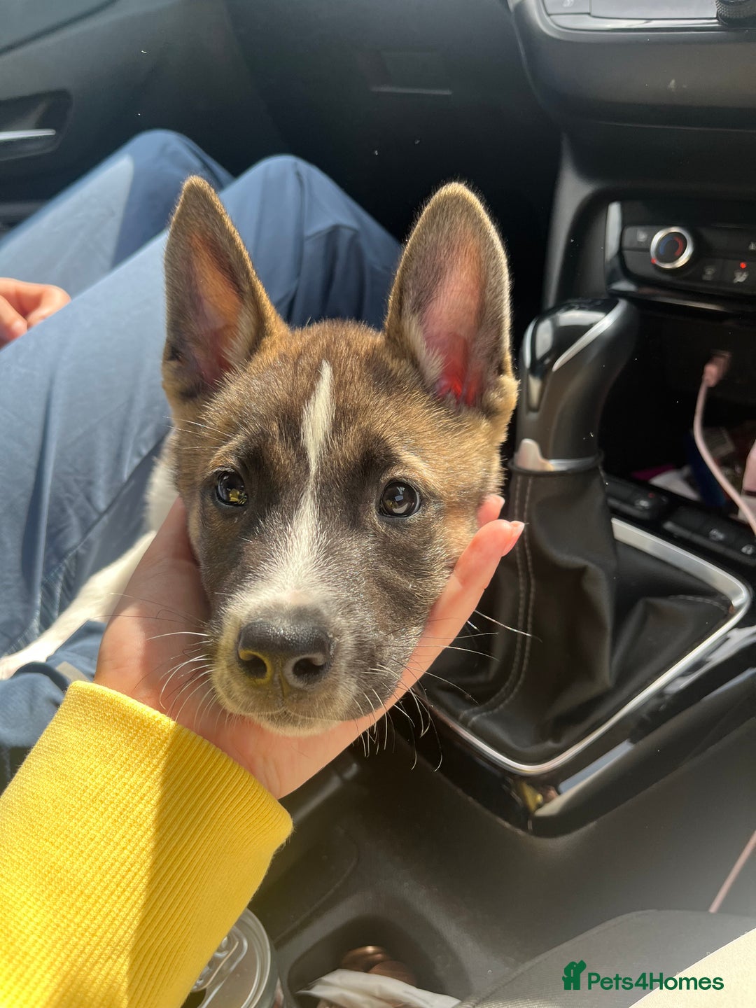 Mixed Breed dogs for sale: American Akita Puppy - Image 5