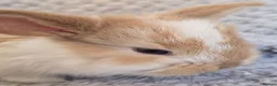 French Lop rabbits for sale: Blue Eye Pedigree French Lop - Advert 3