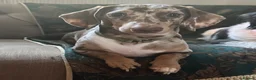 Miniature Dachshund dogs for stud: Miniature, short hair stud in Romford - Advert 2