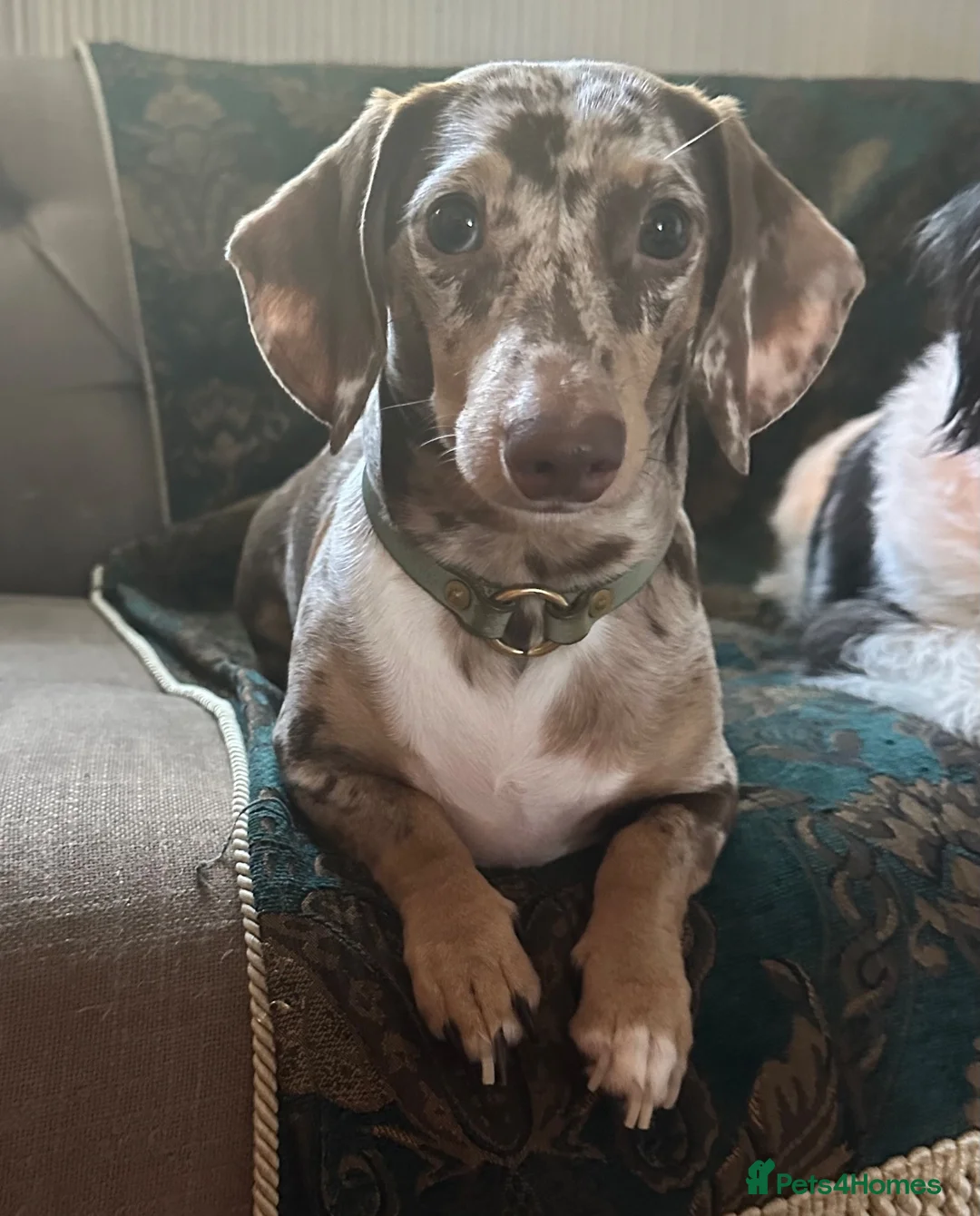 Miniature Dachshund dogs for stud: Miniature, short hair stud in Romford - Advert 2